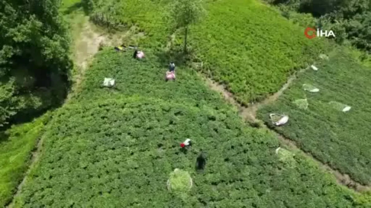 Senegalli çay işçileri kaçak çalıştıkları gerekçesiyle sınır dışı edilecek