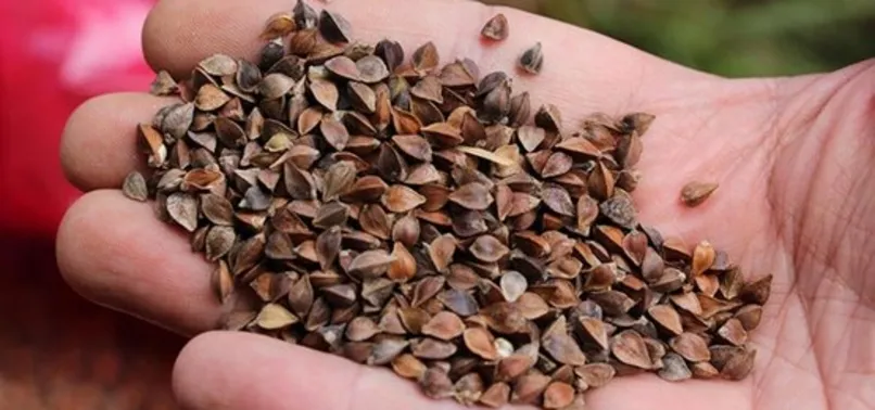 İngiliz Arkeoloji Araştırma Enstitüsü'nde tutulan ata tohumlarına Türkiye el koydu