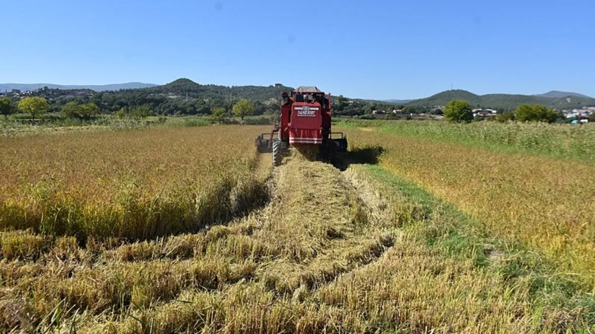 Sinop'ta 17 bin 484 dekar alanda çeltik hasadına başlandı