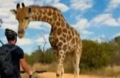 Bisikletli gence zürafa şoku!
