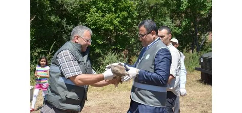 Giresun’da doğaya 25 bin kınalı keklik salındı