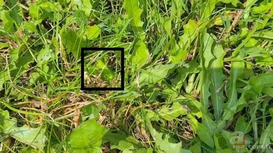 Optik illüzyon: Otların arasından çekirgeyi 8 saniyede bulabilir misin? 10 kişiden 9’u başarısız oluyor 4