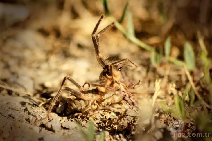 Ölümcül örümcek o ilimizde çıktı! ‘Sarıkız’ et ile besleniyor… 🕷