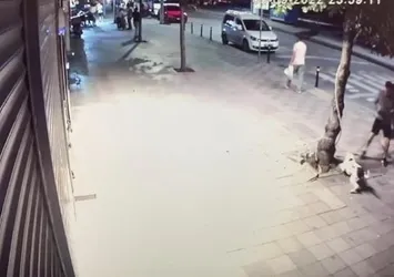 İstanbul’da pitbull dehşeti! Ağızlıksız gezdirilen köpek uyuyan kediyi öldürdü