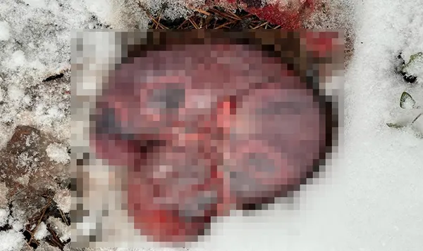 1613287184616.jpg Bunun adı vahşet! Hamile karacanın derisini yüzerken yakalandılar - 4