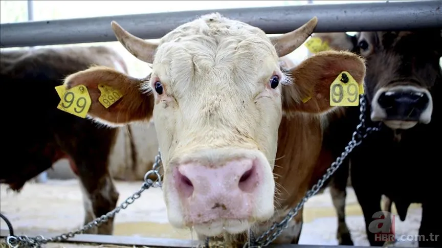 Şap hastalığı ne demek? Şap virüsü nedir? Hayvandan insana bulaşır mı, öldürür mü? Nasıl bulaşır, zararları neler? 2