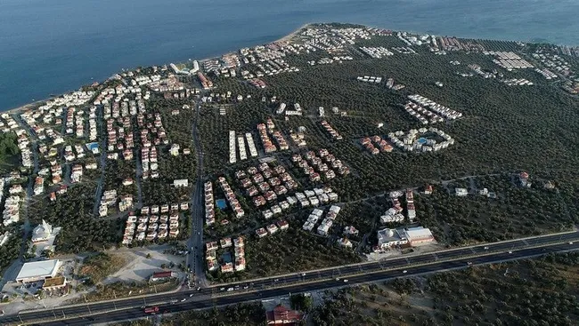 Edremit Körfezi'nde 25 yılda, 3,5 milyon zeytin ağacı inşaata kurban edildi - 2