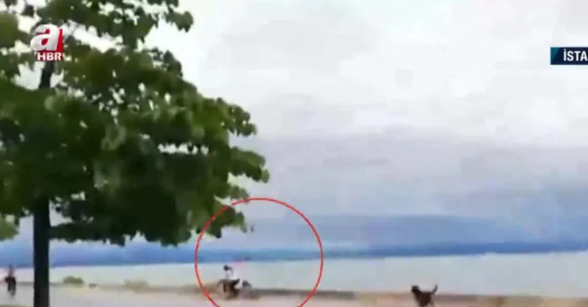 Dragos sahilde başıboş köpek dehşeti!