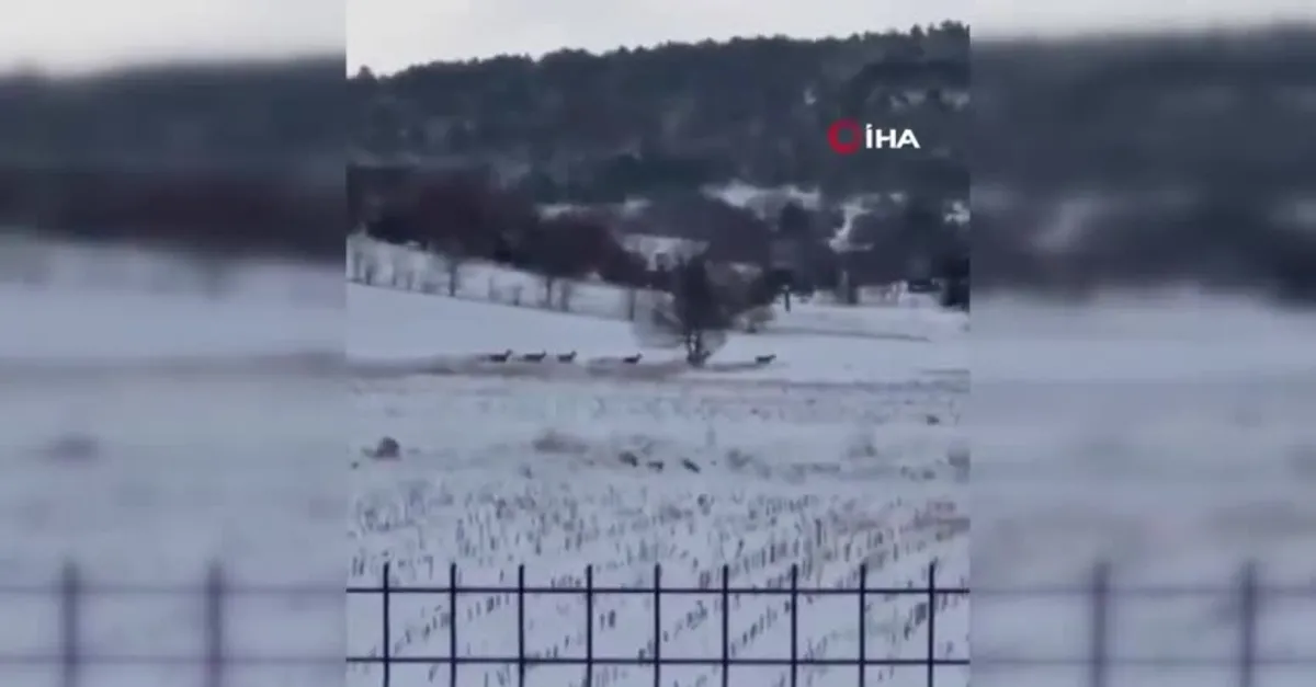 Bilecik'te geyik sürüsü görüntülendi