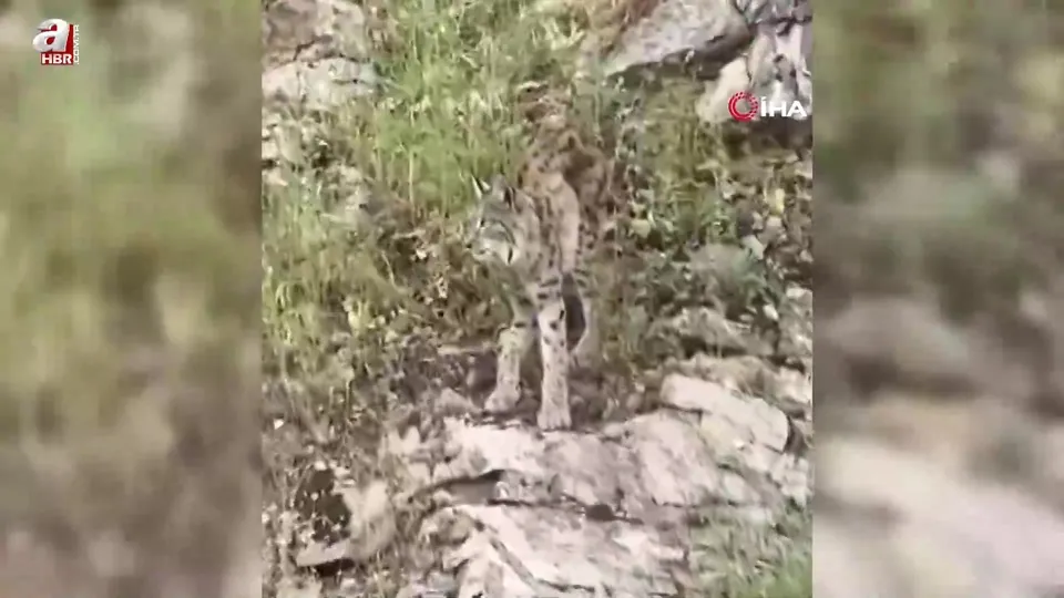 Erzincan Kemaliye’de görüntülendi! Ormanın hayaleti...