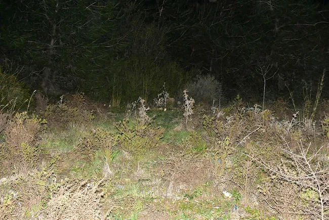 İzmir’de genç kızı boğup cesedini ormanlık alana attı - 3