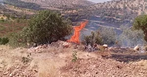 Mardin’de orman yangınları kontrol altında