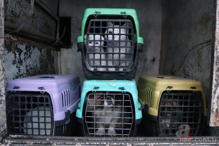 Ankara’da petshopa baskın: 19 hayvan kurtarıldı