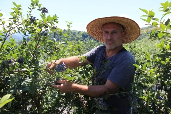 Bir yılda 300 bin lira kazandı! Trabzon Of'ta çay yerine bakın ne ekti - 4
