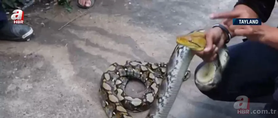 Fabrikada dev piton paniği! Yılan avcısı genç kadın... 20