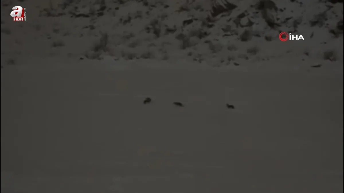 Çukurca'da kurt sürüsü görüntülendi