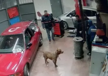 Başıboş pitbull paniğe neden oldu! CHP'li İBB yardım telefonunu geri çevirdi: Birini ısırırsa alırız