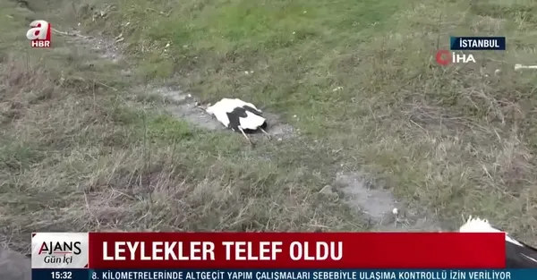 İstanbul'da onlarca leylek telef oldu | Sebebi ise yürekleri sızlattı - 2