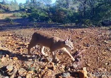 Yabani kedi “karakulak” Muğla’da görüntülendi