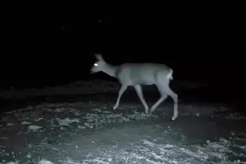 Tekirdağ'da 3 karaca fotokapanla görüntülendi