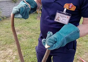 Bolu'da yılan paniği