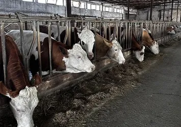 Ardahan'da büyükbaş hayvanlara şap aşısı!