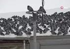 Kar sonrası güvercinlerden görsel şölen