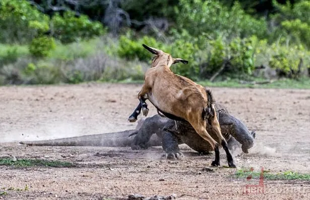 Vahşi doğadan inanılmaz görüntüler 15