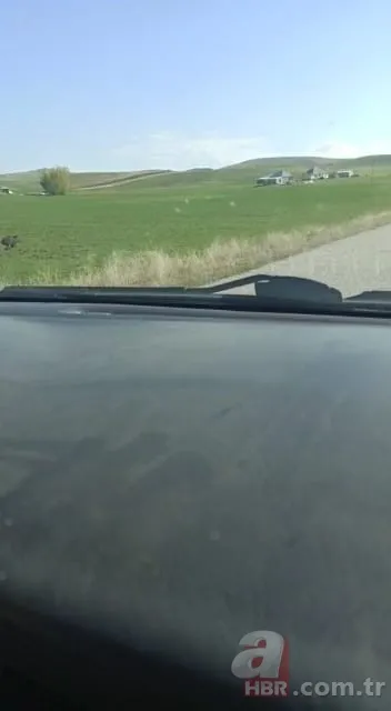 Sürücülerin kabusu oldu! Geceleri ortaya çıkıp yola fırlıyor 2