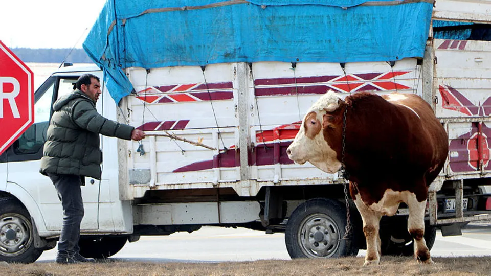 Kızgın boğa trafiği birbirine kattı! |Video