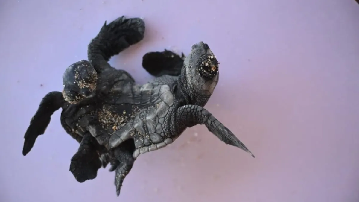 Manavgat'ta ender rastlanan olay! Canlı halde bulundu