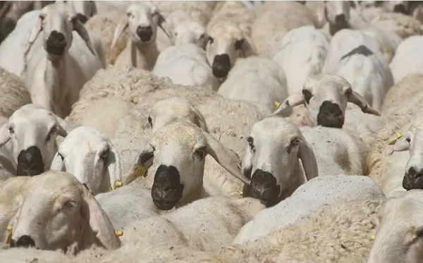 borcu-olan-kurban-kesebilir-mi-kredi-kartiyla-kurban-alinir-mi-diyanete-gore-banka-kredisi-taksitle-kurbanlik-1687542710085.jpg Kredi kartıyla kurban alınır mı? Borcu olan kurban kesebilir mi? Diyanet'e göre banka kredisi, taksitle kurbanlık almak caiz midir? - 1