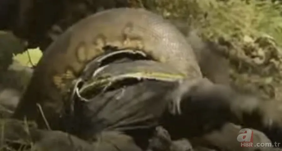 Kral kobra yılanı İngiliz adama saldırdı! Dünyanın en tehlikeli yılanı dinlenen adamı yakaladı 18