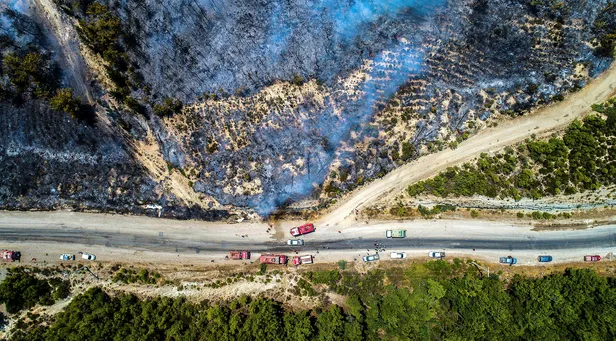 Fidan bağışı nasıl yapılır? TEMA 1 fidan fiyatı kaç TL? Yangın bölgeleri için fidan bağışı nasıl yapılır?