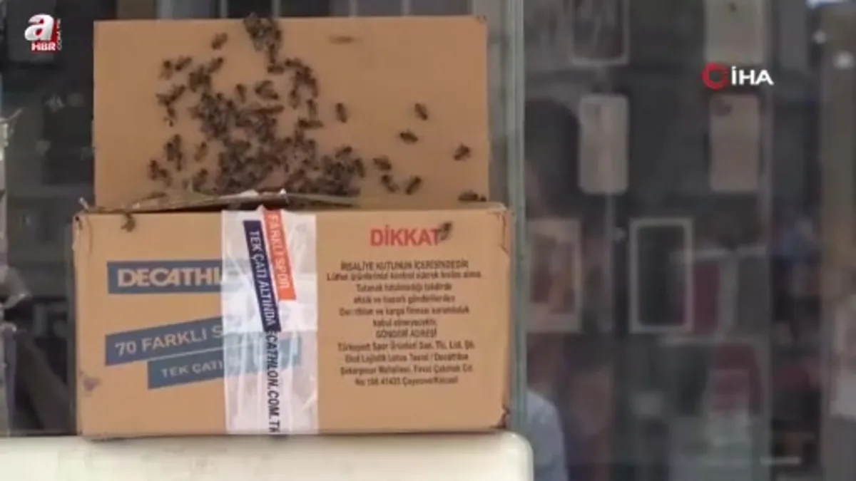 Arıların Denizli şehir merkezini istilası kamerada