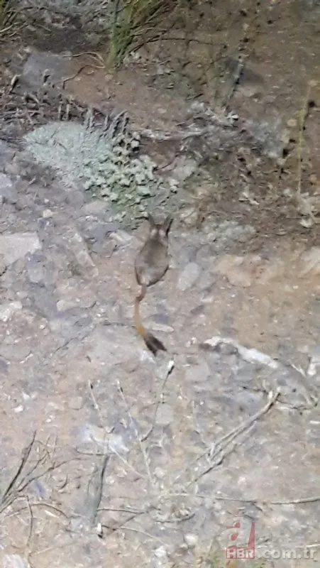 Şırnak’ta görüntülenen hayvan şoke etti! Tavşana benzettiler ama gerçek bambaşka çıktı