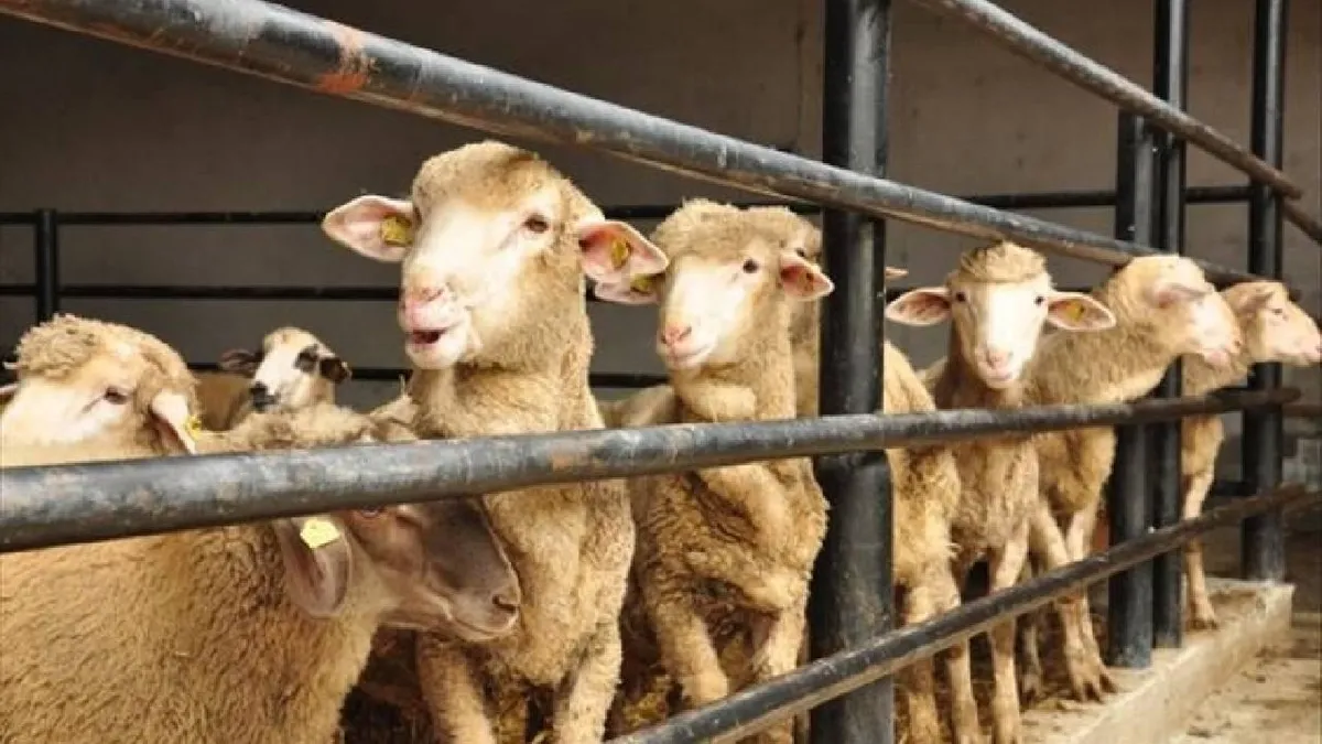 Kurban Bayramı tatili kaç gün olacak?