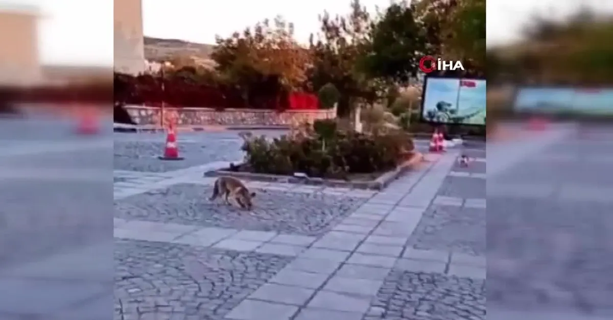 Görüntüler Elazığ'dan! Şehri tilkiler sardı