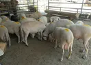 Kurban Bayramı arefesi tatil mi?