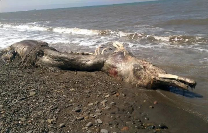 Rusya’da sahile vuran gizemli canlı