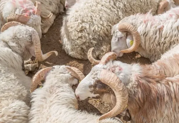 2023 Kurban Bayramı ne zaman? Kurbanlık fiyatları açıklandı mı? Kurban kesim bedeli bu yıl ne kadar? Büyükbaş, küçükbaş kurbanlık fiyatları...