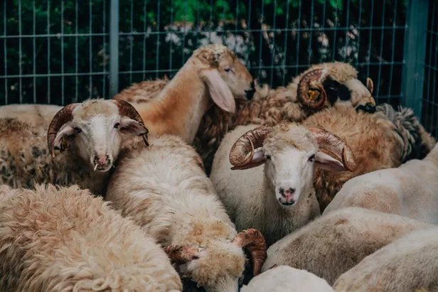 Detaylar belli oluyor... Kurban Bayramı’nda yasak var mı? 20-21-22-23 Temmuz’da sokağa çıkma yasağı olacak mı?