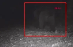 Kış uykusundan uyanan ayılar görüntülenmeye başladı!