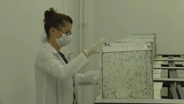 CHP’li İBB sivrisinekle mücadeleyi de beceremedi! İstanbul Üniversitesi profesöründen İBB’ye tepki