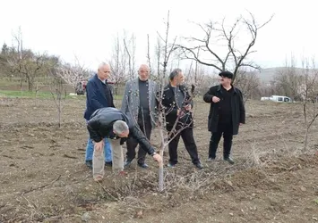 Aç kalan tavşanlar fidanları kemirdi