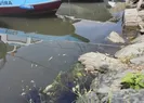 Küçükçekmece Gölünde kırmızı alarm!