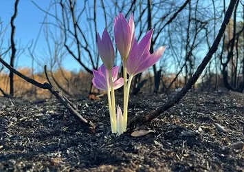 Yanan ormanda açtı! Yürekleri ısıtan görüntü