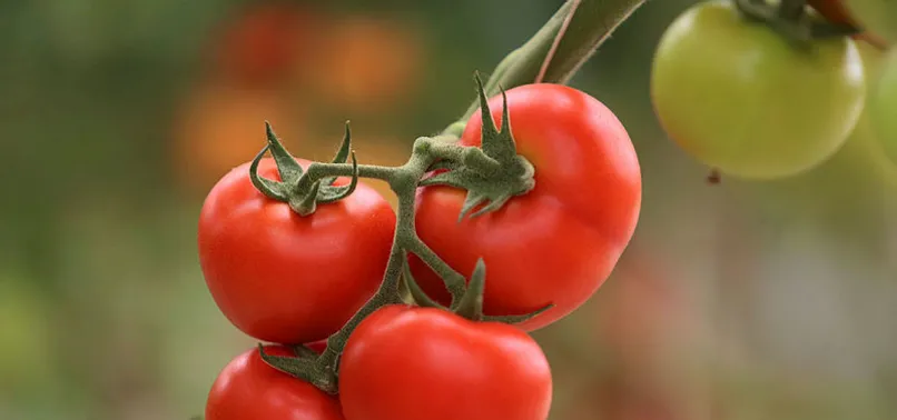 Rus heyet domates için geldi