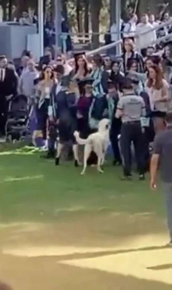 izmirde-korku-dolu-anlar-basibos-kopek-mezuniyet-toreninde-insanlara-saldirdi-1658295913067.jpg İzmir’de korku dolu anlar! Başıboş köpek mezuniyet töreninde insanlara saldırdı - 1