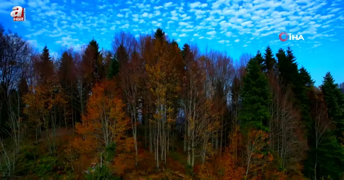 Çam Dağı'nda mest eden görüntüler